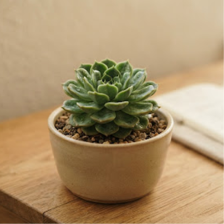 A small succulent on the desk beside an open journal